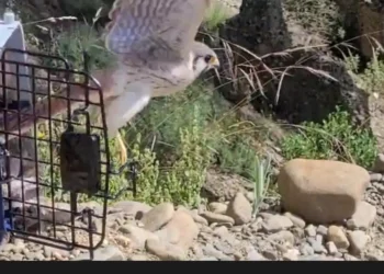 Una de las aves liberadas. Foto: Gobernación de La Paz.