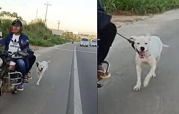 El can era arrastrado con una soga en su cuello, desde una motocicleta. Foto: Bolivia Tv.