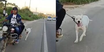 El can era arrastrado con una soga en su cuello, desde una motocicleta. Foto: Bolivia Tv.