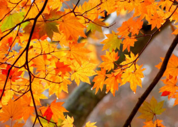 Empezó el otoño en el hemisferio.