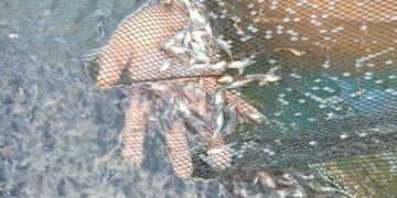 peces