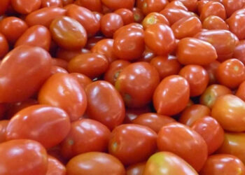 Tomates producidos en el país. Foto: Archivo.