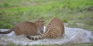 Los jaguares albergados en Vesty Pakos. Foto: AMUN.
