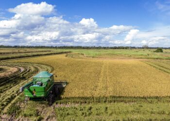 La urea beneficiará la producción de arroz.