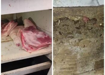 Em operativo, la Intendencia halló productos cárnicos en medio de larvas, cucarachas y heces de roedor.