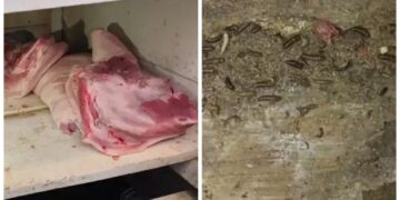 Em operativo, la Intendencia halló productos cárnicos en medio de larvas, cucarachas y heces de roedor.