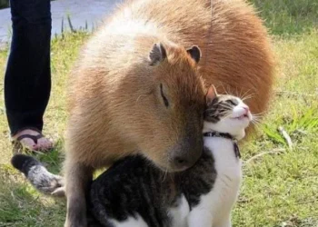 Un capibara jugando con un gato. Foto: RRSS