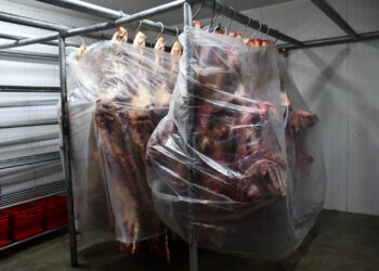 carne