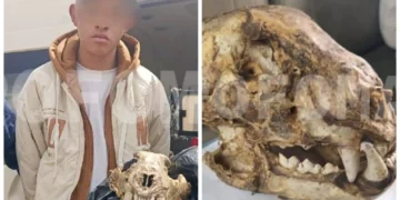 La Policía aprehendió a un joven de 20 años de edad que ofrecía el cráneo de un jaguar. FOTO: Pofoma