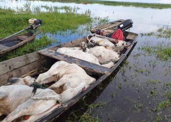 Ganado afectado por inundaciones, en Beni.