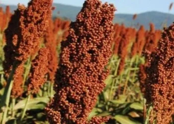 sorgo