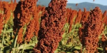 sorgo