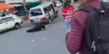 Un funcionario del Concejo de La Paz fue arrollado por un minibús mientras se realizaba un operativo. FOTO: RRSS