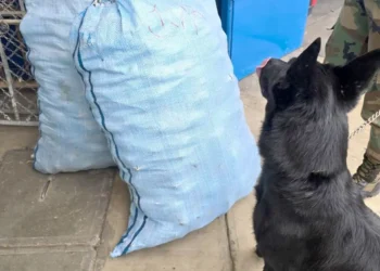 Tango detectó la droga/ FELCN