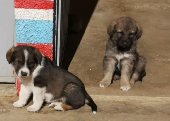 Dos de los cachorros que esperan una nueva familia. Foto: GAMEA.