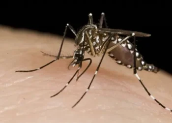 Santa Cruz de la Sierra en alerta naranja por incremento de chikungunya. FOTO: RRSS