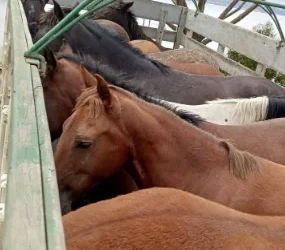 Los caballos de contrabando. Foto: RRSS.