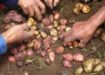 El BDP apoya con créditos y formación a los productos. Foto: BDP.