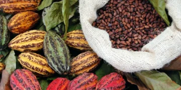 cacao