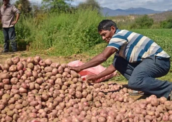 La producción de papa en el país. Foto: INIAF.