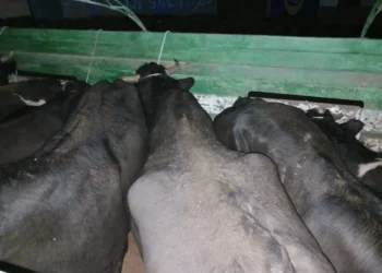 Las reses incautadas de contrabando. Foto: VLCC.