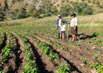 Algunos de los cultivos del agro. Foto: Archivo.