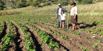 Algunos de los cultivos del agro. Foto: Archivo.