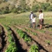Algunos de los cultivos del agro. Foto: Archivo.