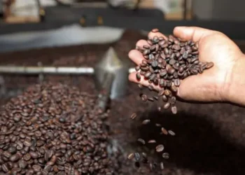 El café boliviano se exporta a 24 países. Foto: Archivo.