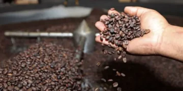El café boliviano se exporta a 24 países. Foto: Archivo.