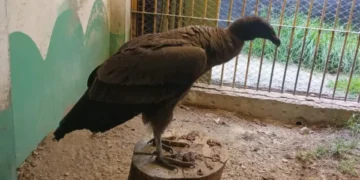 Un cóndor andino será liberado este sábado por el equipo técnico del Bioparque Municipal Vesty Pakos, FOTO AMUN