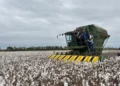 Una cosecha de algodón en Santa Cruz. Foto: Ministerio de Desarrollo Productivo