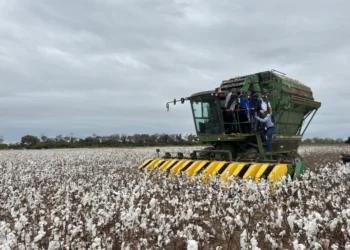 Una cosecha de algodón en Santa Cruz. Foto: Ministerio de Desarrollo Productivo