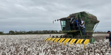 Una cosecha de algodón en Santa Cruz. Foto: Ministerio de Desarrollo Productivo