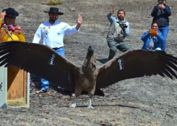 Ancoma, el cóndor andino, volvió a surcar por los cielos tras su recuperación. FOTO: MMyA