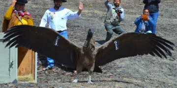 Ancoma, el cóndor andino, volvió a surcar por los cielos tras su recuperación. FOTO: MMyA
