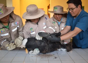 El ave fue rehabilitada en el Bioparque Vesty Pakos. Foto: AMUN.