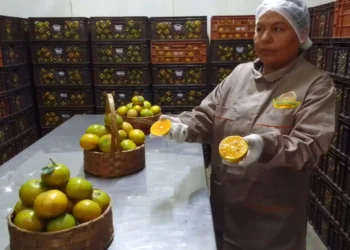 Se incluirán frutas de temporada en las raciones. Foto: GAMEA.