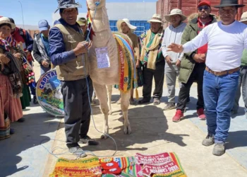 El ejemplar de llama Sajama, gran campeón nacional de 2024. Foto: Jonás Mollo