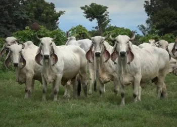 Ganado cebuino en una estancia del departamento de Santa Cruz. (Archivo)