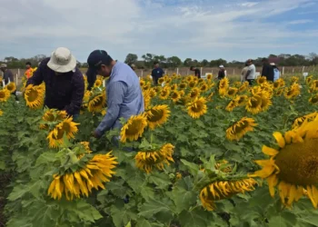 girasol