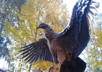 aves
