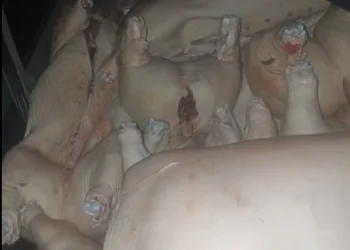 La carne de cerdo que se decomisó este lunes. Foto: VLCC.