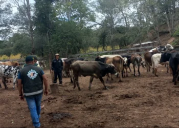 El ganado afectado en Chuquisaca. Foto: RRSS.