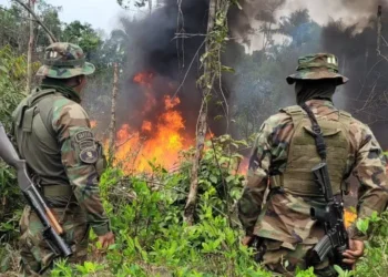 El megaoperativo se realizó en el Chapare/FELCN