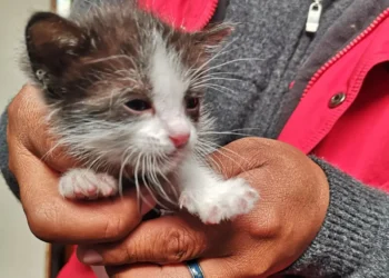 Uno de los gatitos que espera ser adoptado en la feria. Foto: GAMEA.