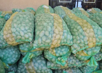 La semilla de papa que aumentará la producción. Foto: Ministerio de Desarrollo Rural.