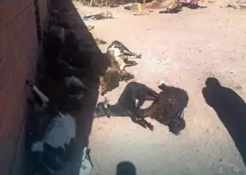 Los comunarios encontraron a los animales muertos/RRSS
