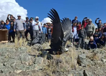El cóndor andino 'Tiraqueñita' fue liberado este miércoles tras su recuperación. FOTO: GADC