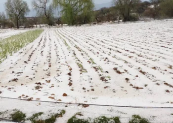 Una granizada causó afectaciones en cultivos de algunas comunidades rurales. FOTO: RRSS